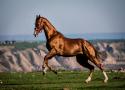 اسب ترکمنی