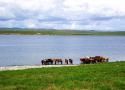 تور طبیعت گردی مغولستان 