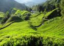 سریلانکا - مالدیو |از مزارع سبز چای در سریلانکا تا آبهای فیروزه ای مالدیو|