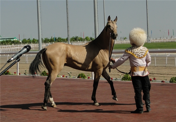 ترکمن صحرا و اسب‌های این منطقه