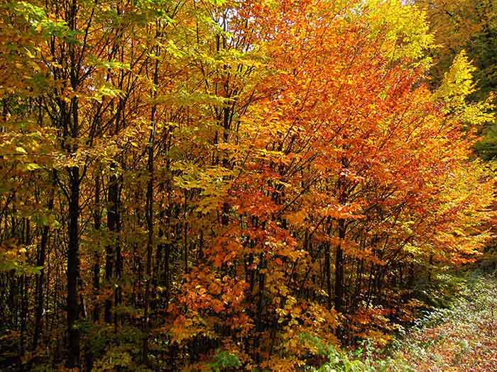 گزارش تصویری از جنگل هزار رنگ راش