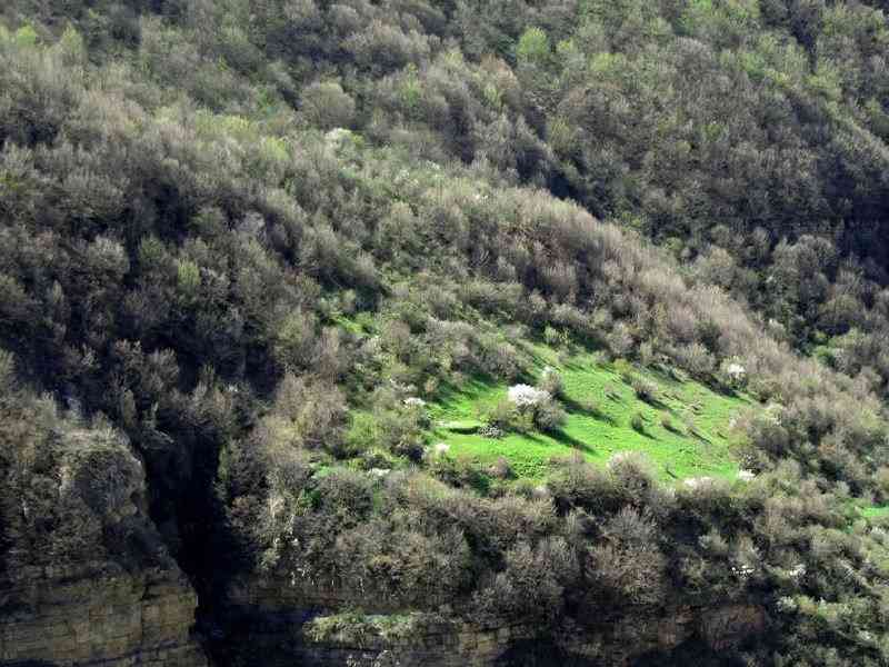 هریجان