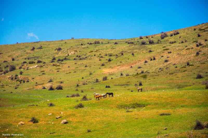 هریجان