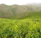 تور ترکمن صحرا 