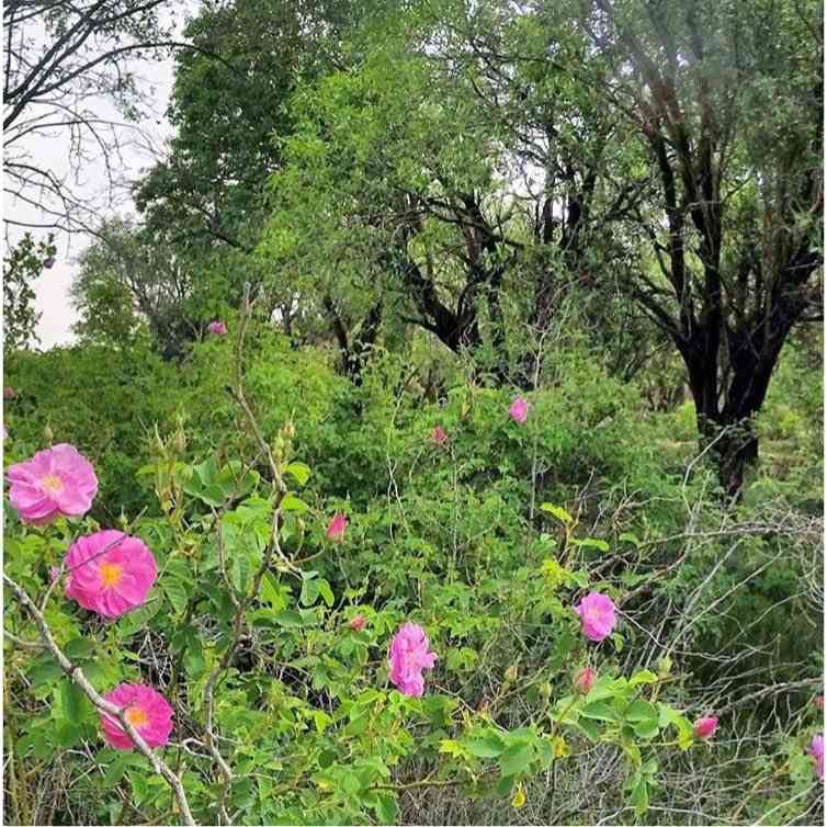 تور گلابگیری تور گلابگیری