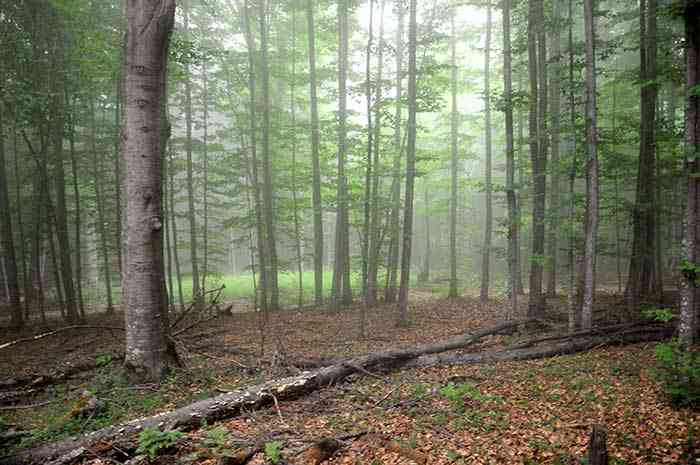 تور یک روزه جنگل راش |تور تعطیلات مرداد| تور یک روزه جنگل راش |تور تعطیلات مرداد|