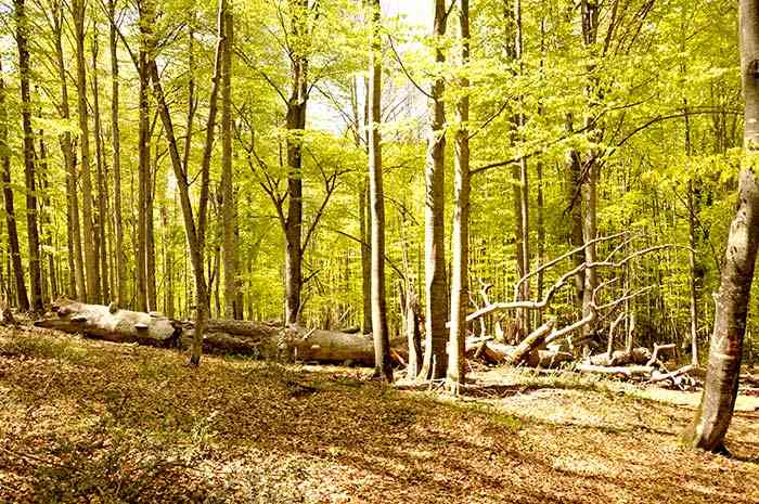 تور یک روزه جنگل راش |تور تعطیلات مرداد| تور یک روزه جنگل راش |تور تعطیلات مرداد|