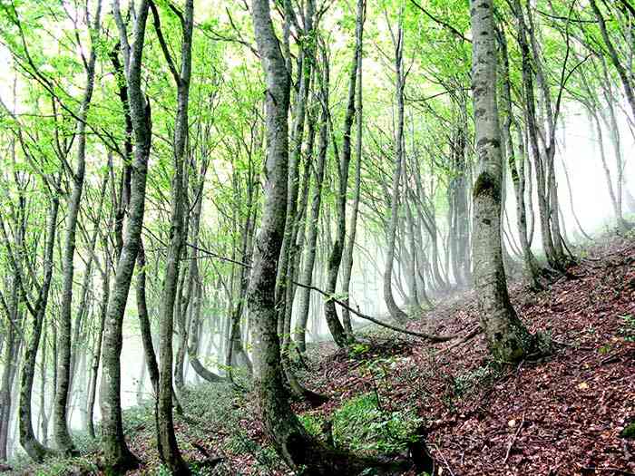 تور جنگل ابر |تور تعطیلات مرداد| تور جنگل ابر |تور تعطیلات مرداد|