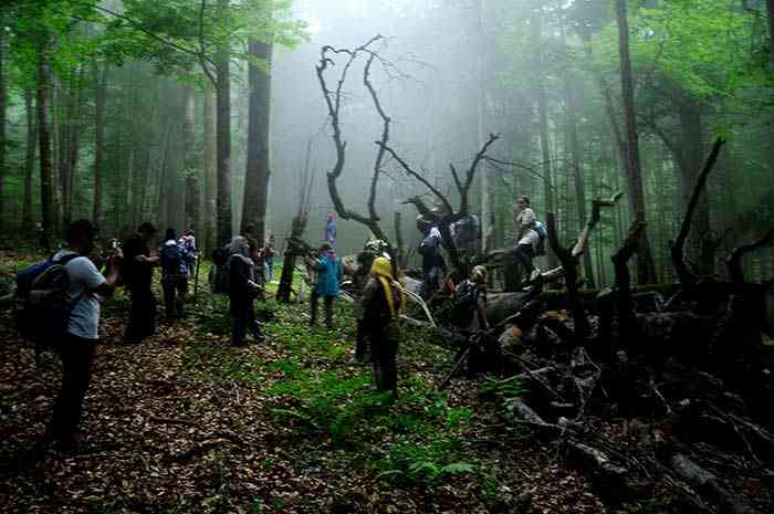 تور یک روزه |جنگل راش| تور یک روزه |جنگل راش|
