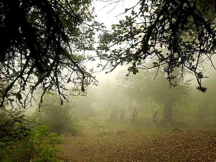 تور یک روزه جنگل ارفع ده و چشمه پراو |تور تعطیلات عید قربان| تور یک روزه جنگل ارفع ده و چشمه پراو |تور تعطیلات عید قربان|