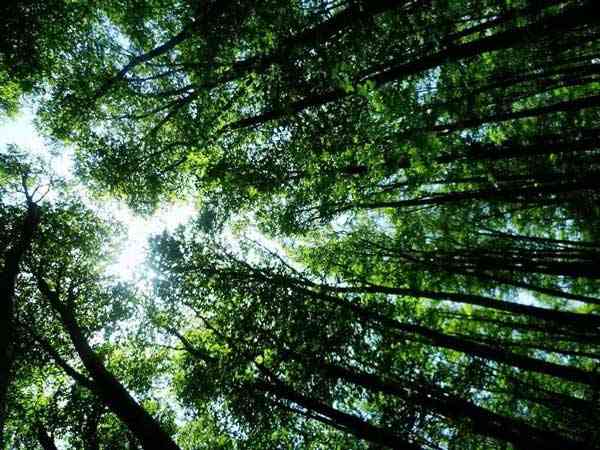 تور یکروزه جنگل راش |تور تعطیلات آبان| تور یکروزه جنگل راش |تور تعطیلات آبان|