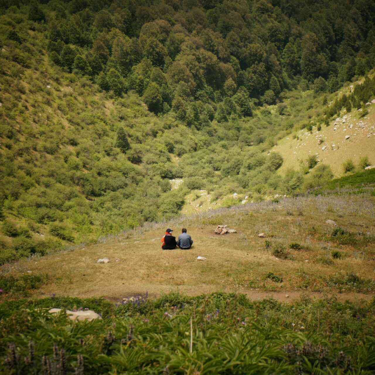 تور یک روزه جنگل راش |تور تعطیلات عید قربان| تور یک روزه جنگل راش |تور تعطیلات عید قربان|