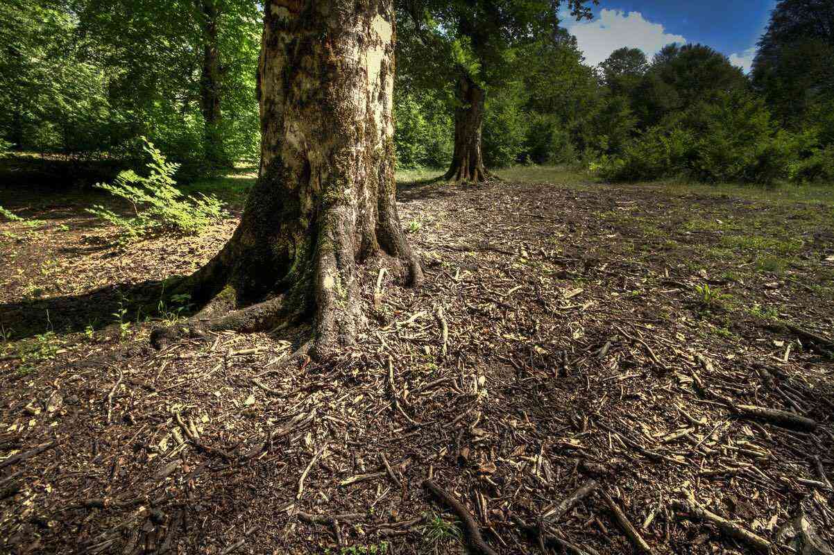 تور یک روزه جنگل راش |تور تعطیلات عید قربان| تور یک روزه جنگل راش |تور تعطیلات عید قربان|