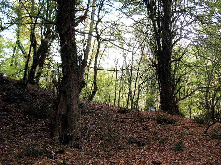 جنگل لاجیم جنگل لاجیم