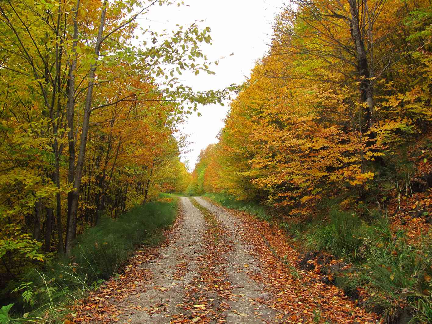 جنگل راش، جشنواره برگ ریزان، تور یک روزه جنگل راش، جشنواره برگ ریزان، تور یک روزه