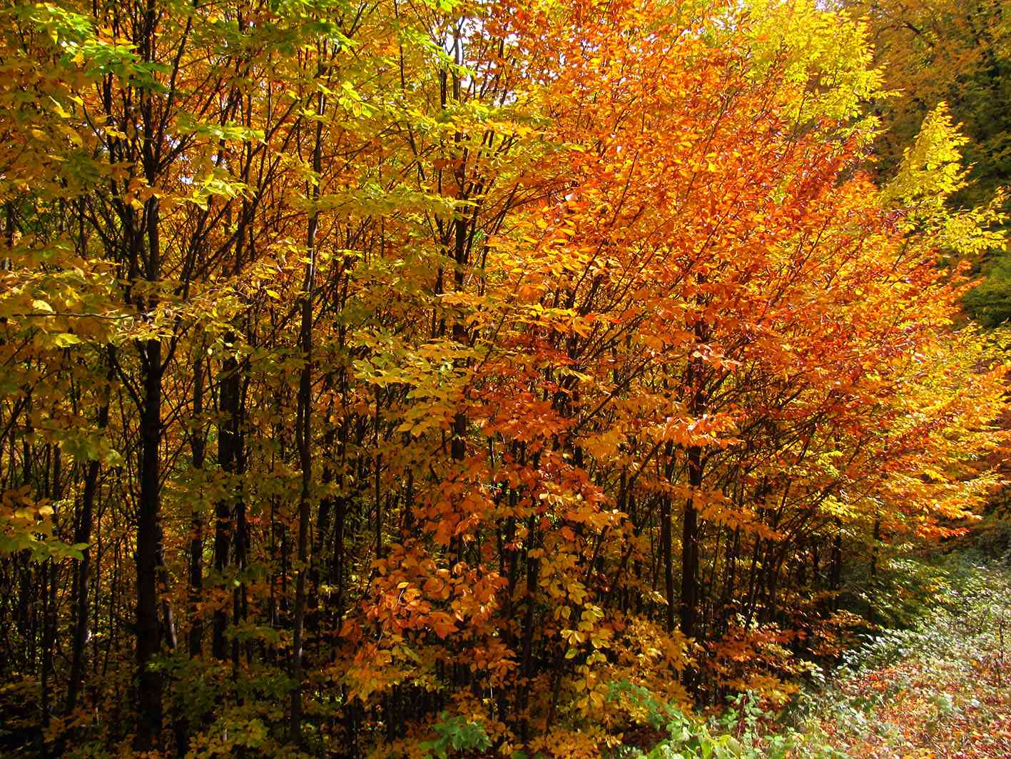 جنگل راش، جشنواره برگ ریزان، تور یک روزه جنگل راش، جشنواره برگ ریزان، تور یک روزه