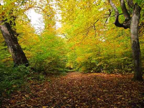 تور یک روزه جنگل راش |هفته چهارم مهر| تور یک روزه جنگل راش |هفته چهارم مهر|