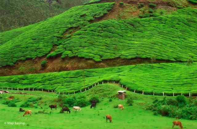 تور طبیعت گردی هند |کوچین،مونار،تک کدی،آله پی| تور طبیعت گردی هند |کوچین،مونار،تک کدی،آله پی|