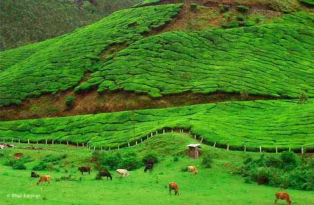 تور جنوب هند |تورهای نوروز 95| تور جنوب هند |تورهای نوروز 95|