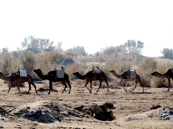 تور کویر مصر |تور نوروز 95| اجرای دوم تور کویر مصر |تور نوروز 95| اجرای دوم