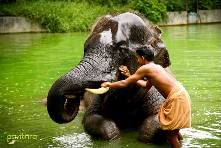 تور طبیعت گردی هند |کوچین،مونار،تک کدی،آله پی| تور طبیعت گردی هند |کوچین،مونار،تک کدی،آله پی|
