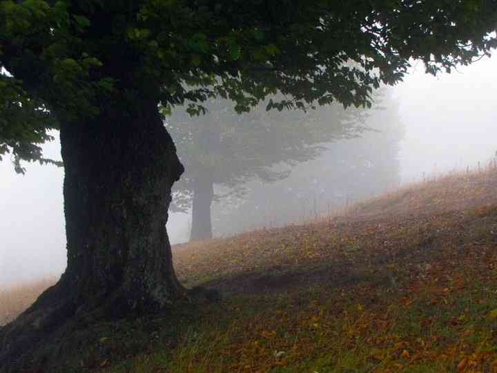 جنگل ابر |تور تعطیلات خرداد| جنگل ابر |تور تعطیلات خرداد|