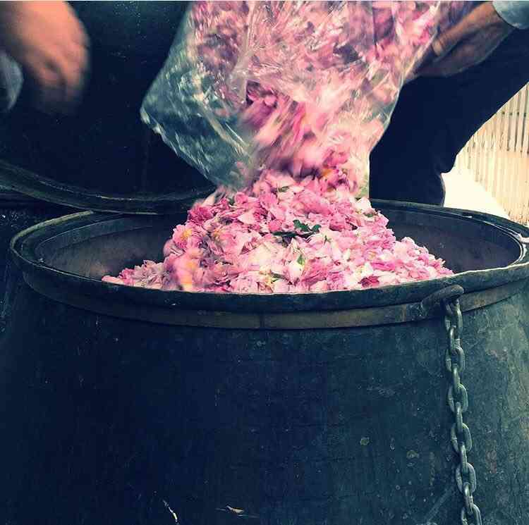 تور یک روزه نیاسرو کاشان |گلابگیری در نیاسر| تور یک روزه نیاسرو کاشان |گلابگیری در نیاسر|