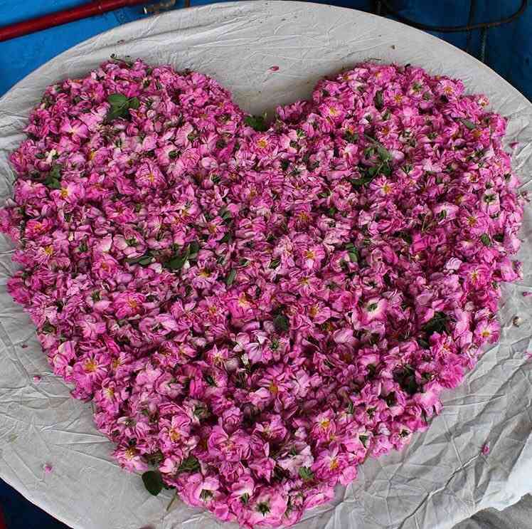 گلابگیری نیاسر و کاشان |تور یک روزه| گلابگیری نیاسر و کاشان |تور یک روزه|