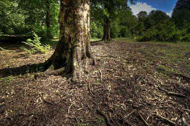 تور جنگل راش |تور یک روزه| تور جنگل راش |تور یک روزه|