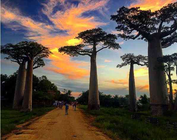 تور ماداگاسکار|سرزمین عجایب| تور ماداگاسکار|سرزمین عجایب|