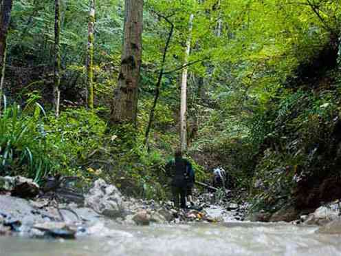 تور یک روزه جنگل سرپوش تنگه |هفته سوم فروردین| تور یک روزه جنگل سرپوش تنگه |هفته سوم فروردین|