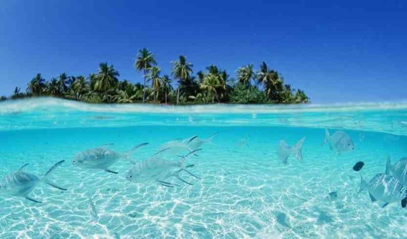 سریلانکا - مالدیو |از مزارع سبز چای در سریلانکا تا آبهای فیروزه ای مالدیو| سریلانکا - مالدیو |از مزارع سبز چای در سریلانکا تا آبهای فیروزه ای مالدیو|