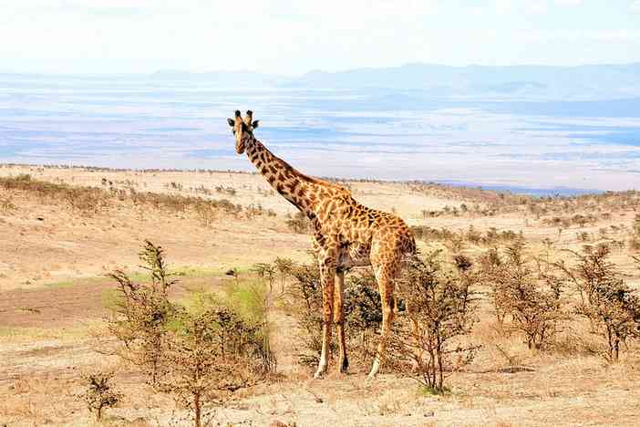 تانزانیا بهشت عکاسان دنیا | کلیمانجارو،زنگبار،سرنگتی،آروشا | تانزانیا بهشت عکاسان دنیا | کلیمانجارو،زنگبار،سرنگتی،آروشا |