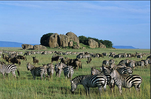 تانزانیا بهشت عکاسان دنیا | کلیمانجارو،زنگبار،سرنگتی،آروشا | تانزانیا بهشت عکاسان دنیا | کلیمانجارو،زنگبار،سرنگتی،آروشا |