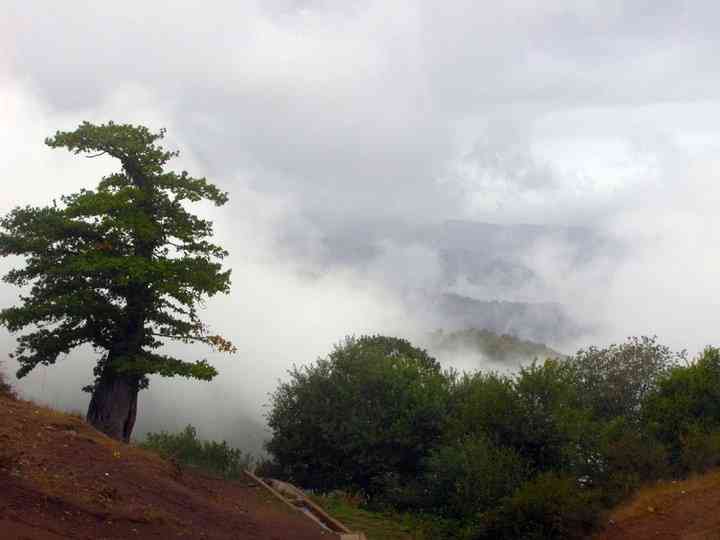 جنگل ابر |تور تعطیلات خرداد| جنگل ابر |تور تعطیلات خرداد|