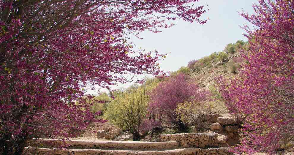 بیشتر بشناسیم: تنگ ارغوان